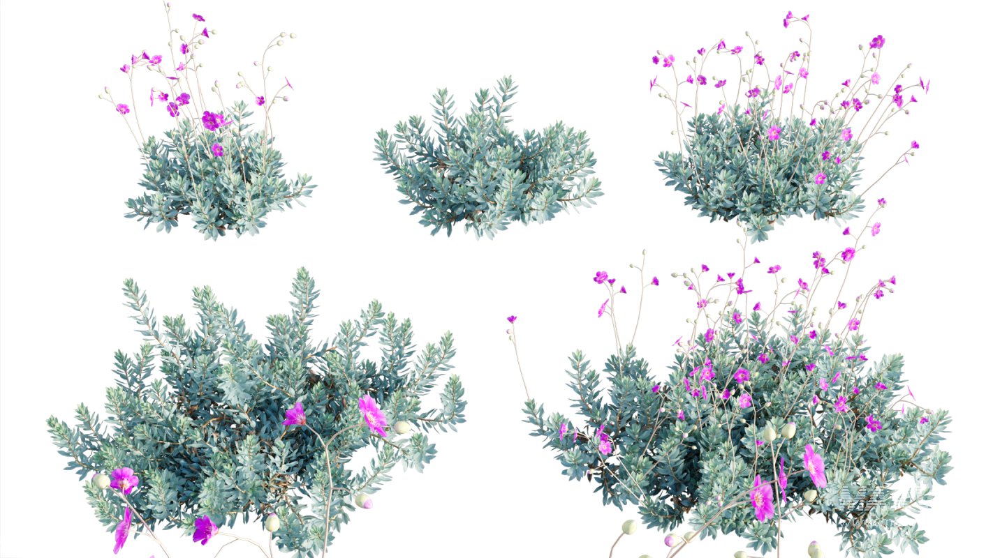 Collection 11 – Ground cover – Vines and Creepers - Image 16