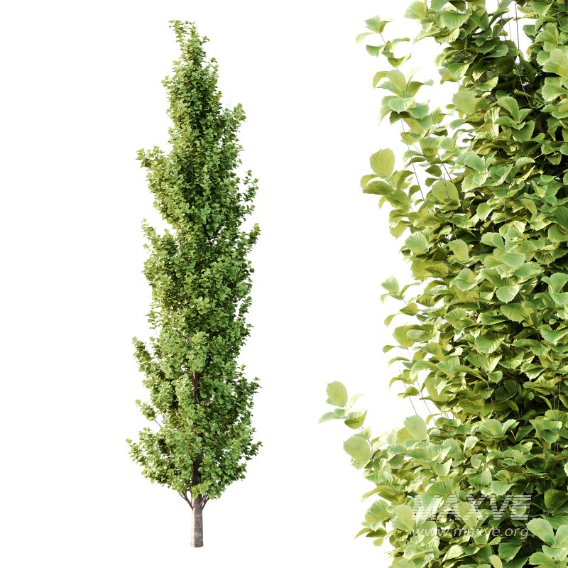 Different Trees 54 - Image 2