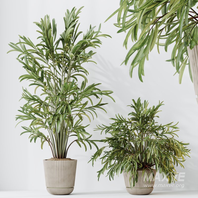 AV Indoor Plants Set 351 Dypsis Palm and Ficus Binnendijki and Ficus Cyathistipula and Elegant Monstera - Image 14