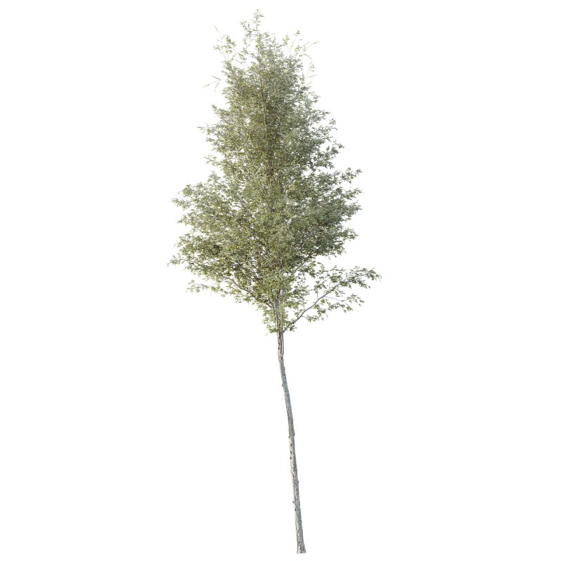 AV Plants Alnus Glutinosa Tree08 - Image 2