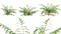 Collection 09 – Fern Garden - Thumbnail 4