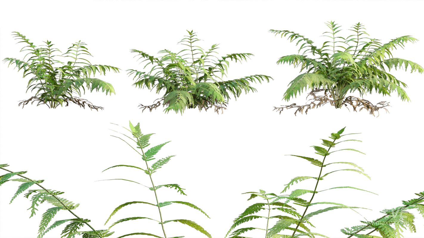 Collection 09 – Fern Garden - Image 4