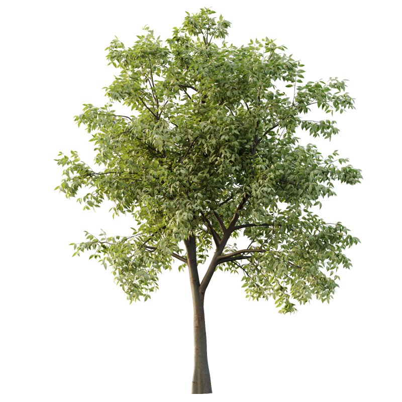 Celtis australis Tree 07 - Image 2