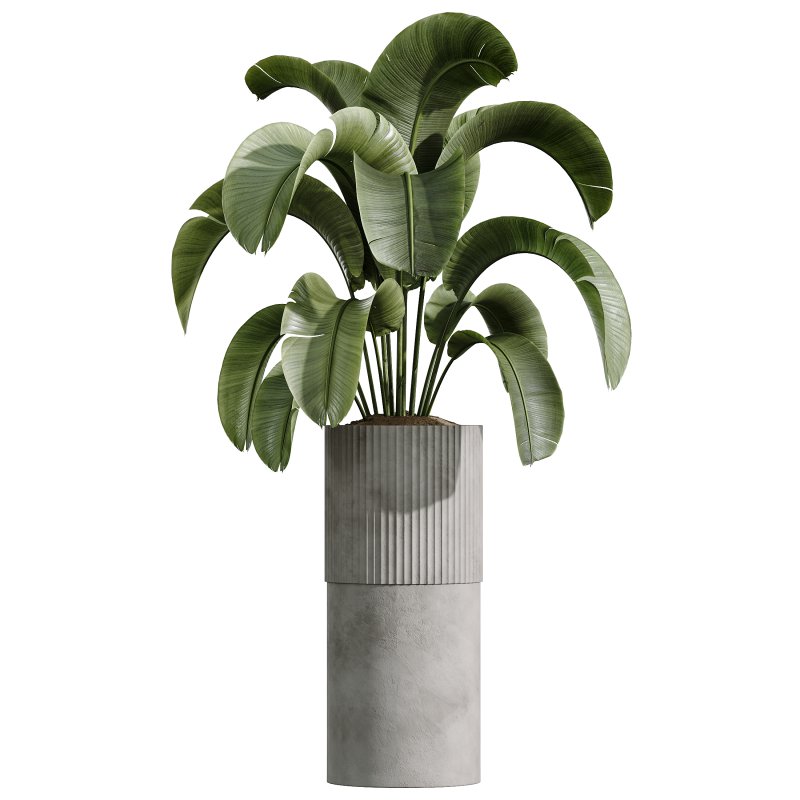 AV Indoor Plants Set 335 Banana Nicolai and Olive and Ficus Dracaena Marginata - Image 6