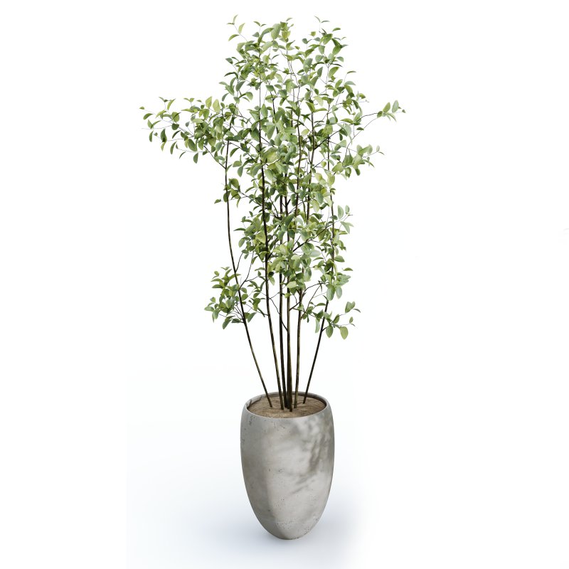 AV Indoor Plants Set 326 Europaea Olive Eucalyptus and Mission Arbequina Olive - Image 1