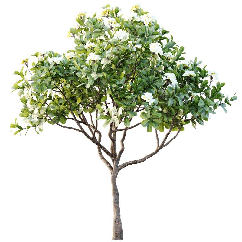 Plumeria Obtusa plant 05 - Image 2