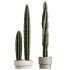 AV Indoor Plants Set 344 Ficus Marginata and Cactus Euphorbia Trigona - Thumbnail 6
