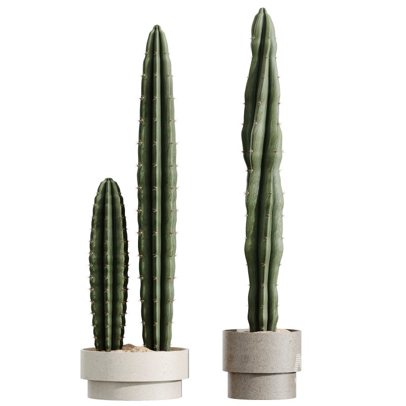 AV Indoor Plants Set 344 Ficus Marginata and Cactus Euphorbia Trigona - Image 6