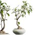 AV Indoor Plants Set 341 Banana Strelitzia Nicolai and Ficus Dracaena Marginata - Thumbnail 6