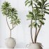 AV Indoor Plants Set 314 Spathiphyllum Wallisii and Cyara Areca Palm and Euphorbia Drupifera - Thumbnail 1