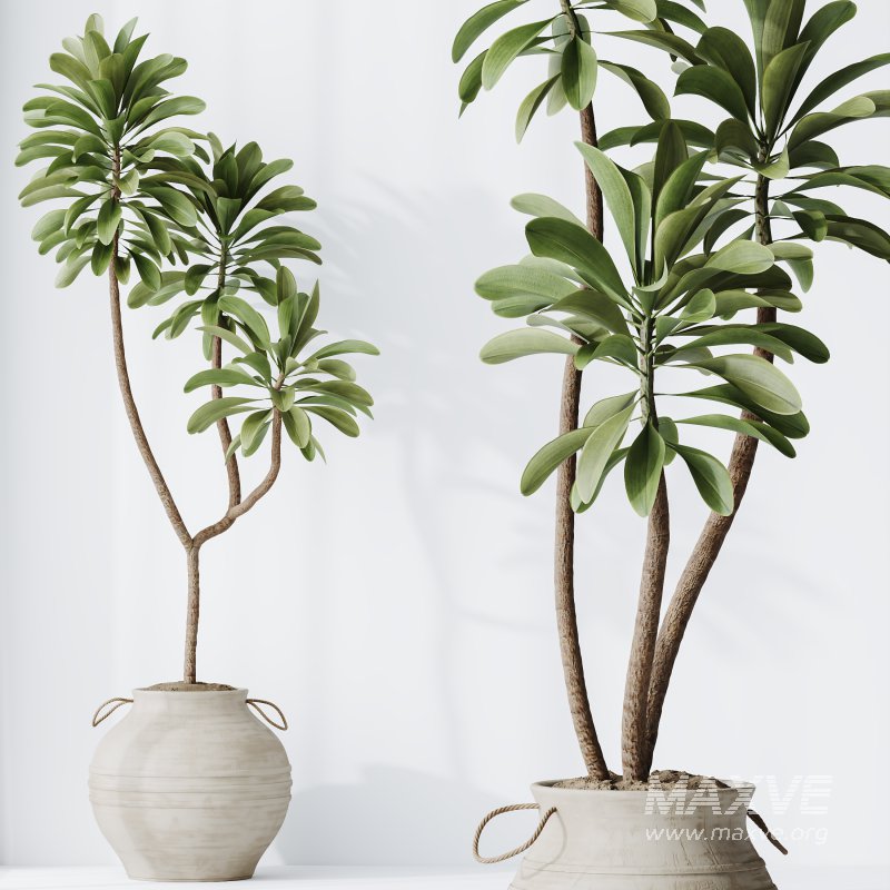 AV Indoor Plants Set 314 Spathiphyllum Wallisii and Cyara Areca Palm and Euphorbia Drupifera - Image 1