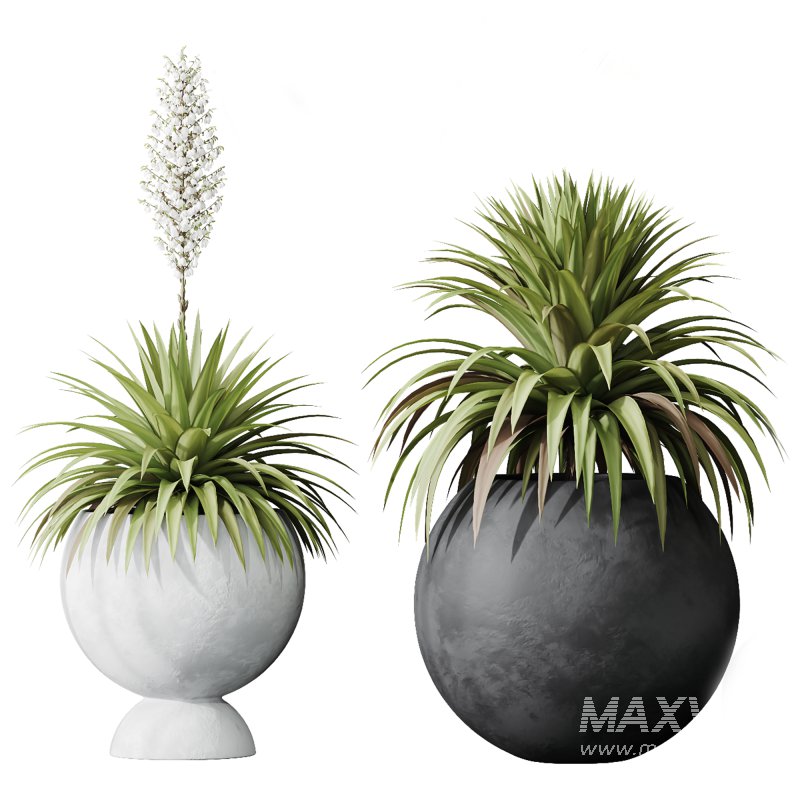 AV Indoor Plants Set 338 Yucca Elephantipes Rupicola and Euphorbia Drupifera Sunshine Agaveville - Image 1
