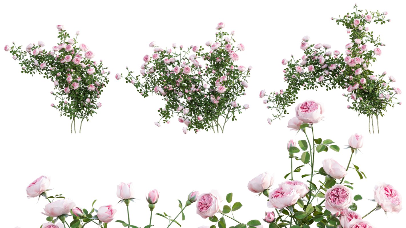 Collection 08 – Rose Garden - Image 27