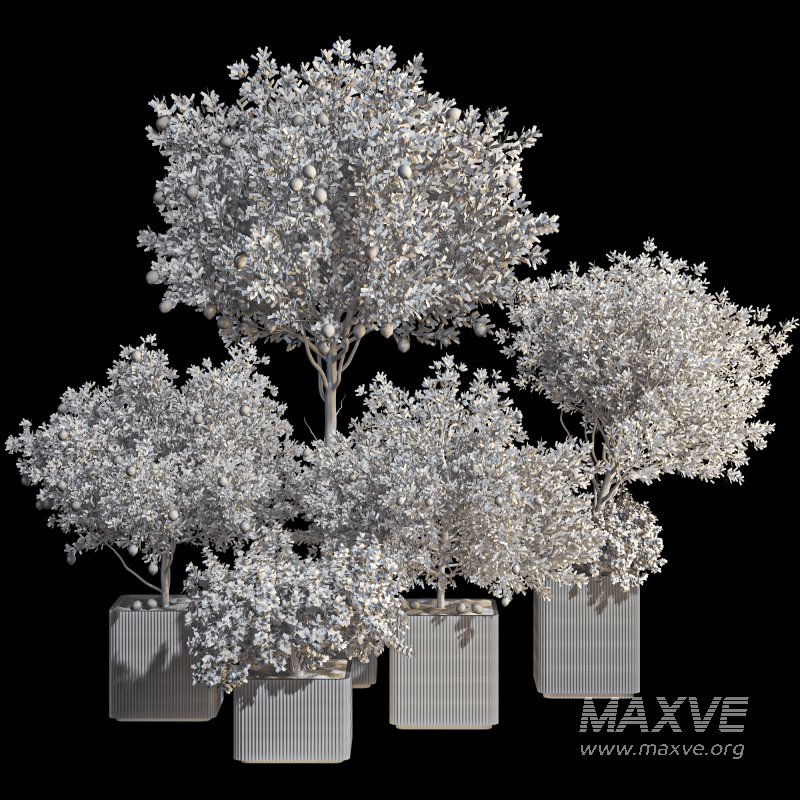 Lemon Tree in Pot Collection - Image 7