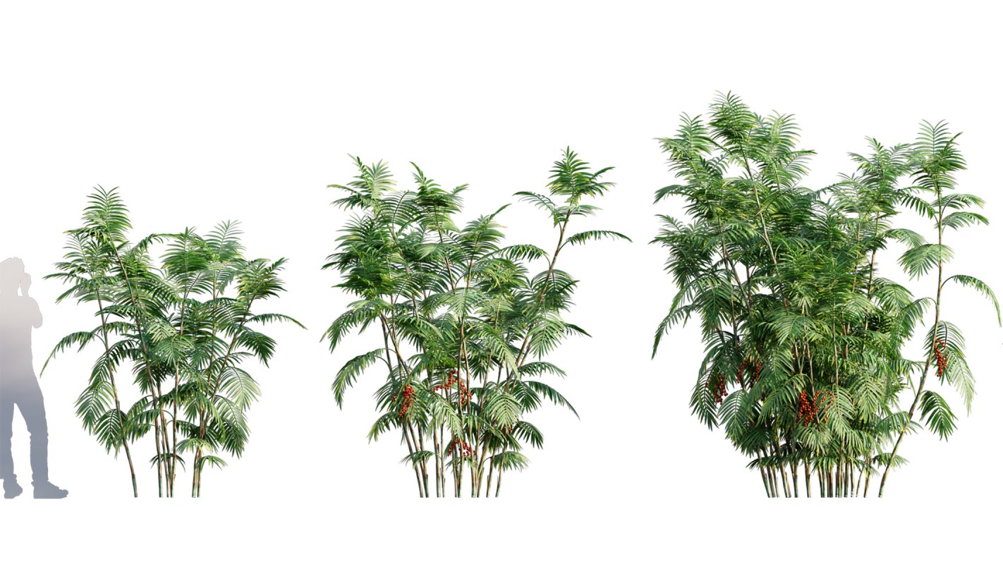 Collection 10 – Palm garden - Image 11