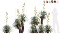 Collection 12 – Desert Garden - Thumbnail 5