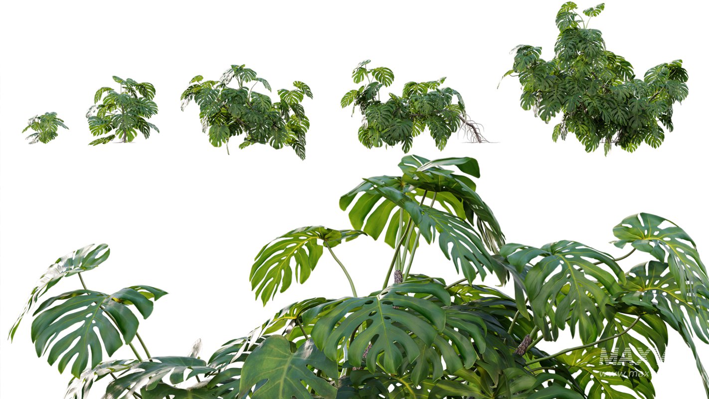 Collection 07 – Central America Garden - Image 18