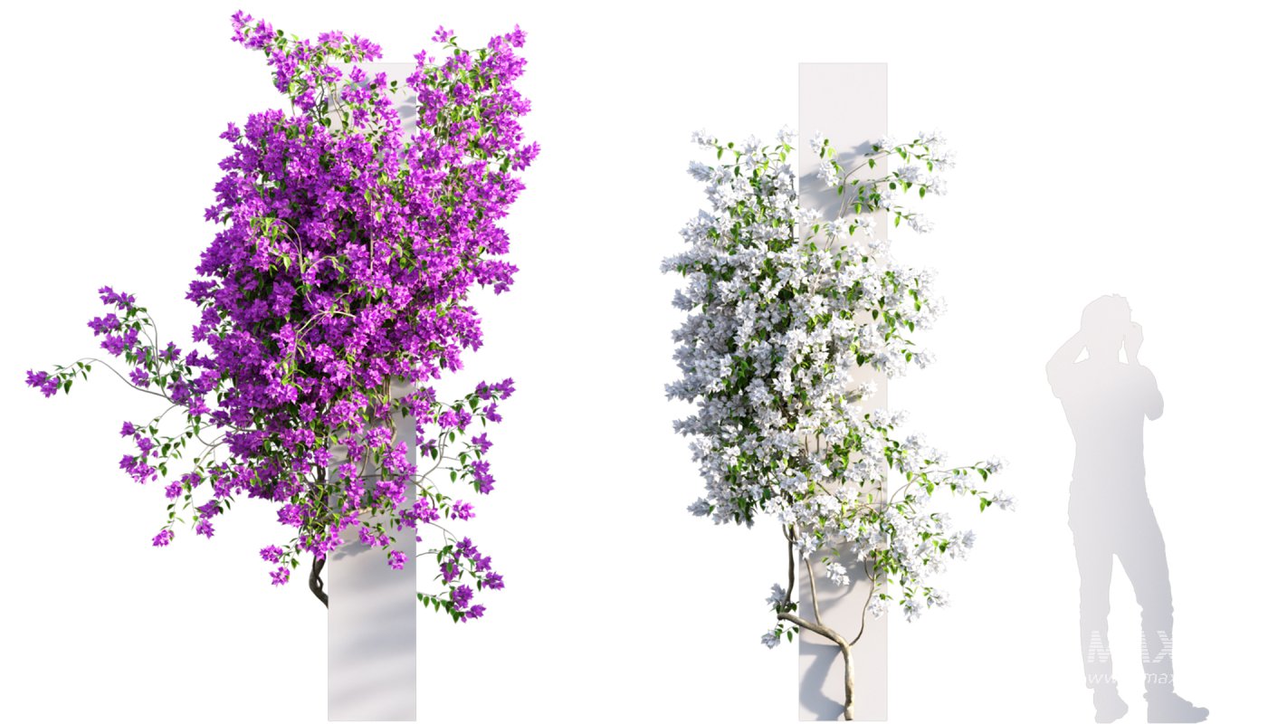 Collection 07 – Central America Garden - Image 40