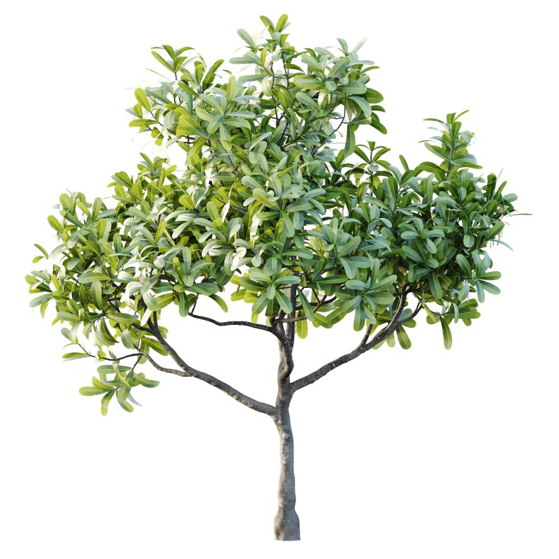 Plumeria Obtusa plant 02 - Image 3