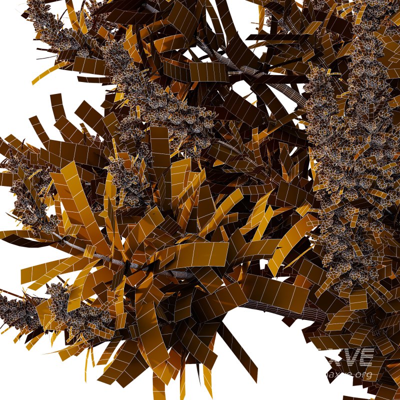 Echium candicans Pride of Madeira Bush 07 - Image 3