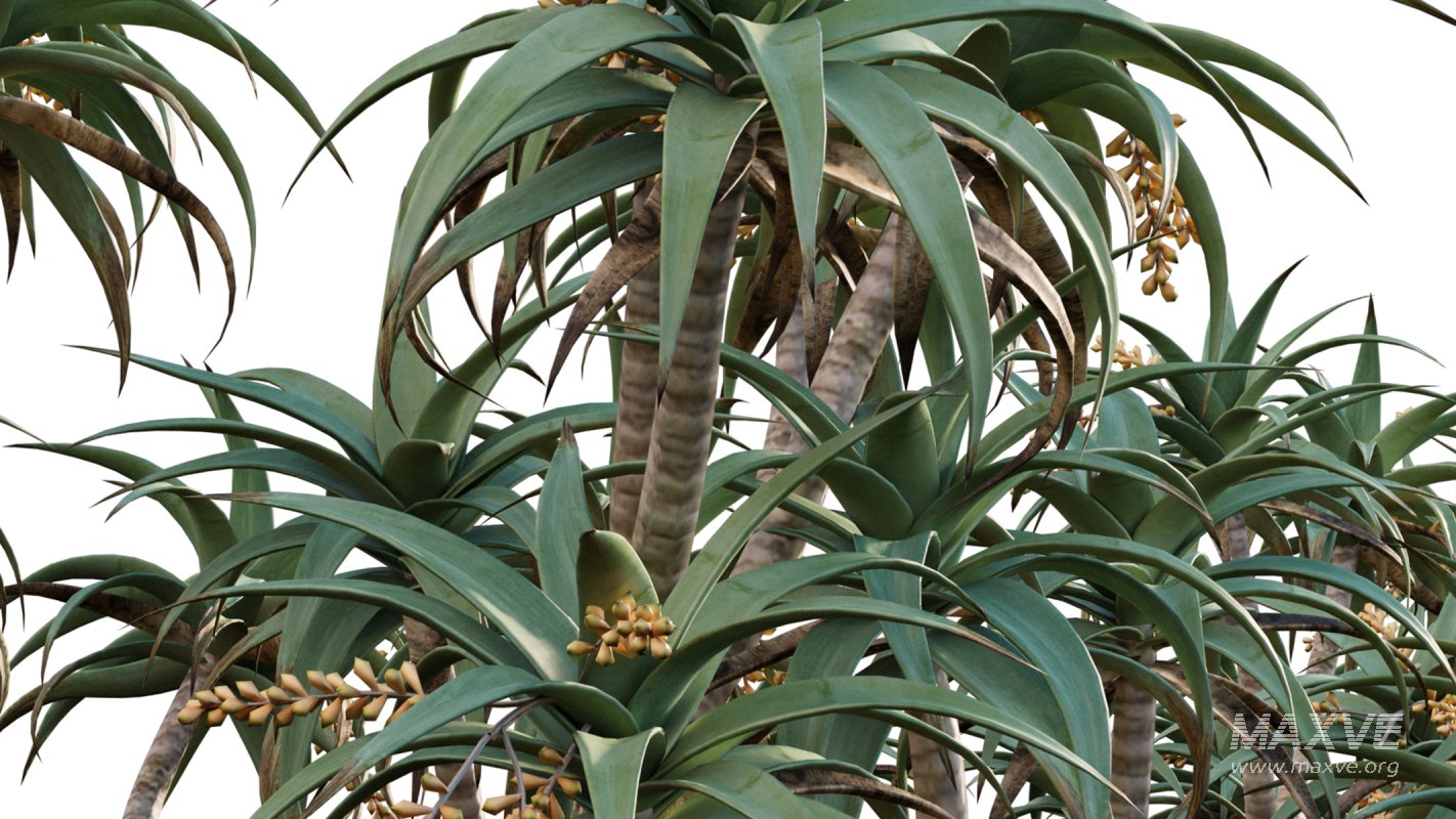 Collection 12 – Desert Garden - Image 17