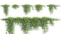 Collection 11 – Ground cover – Vines and Creepers - Thumbnail 21