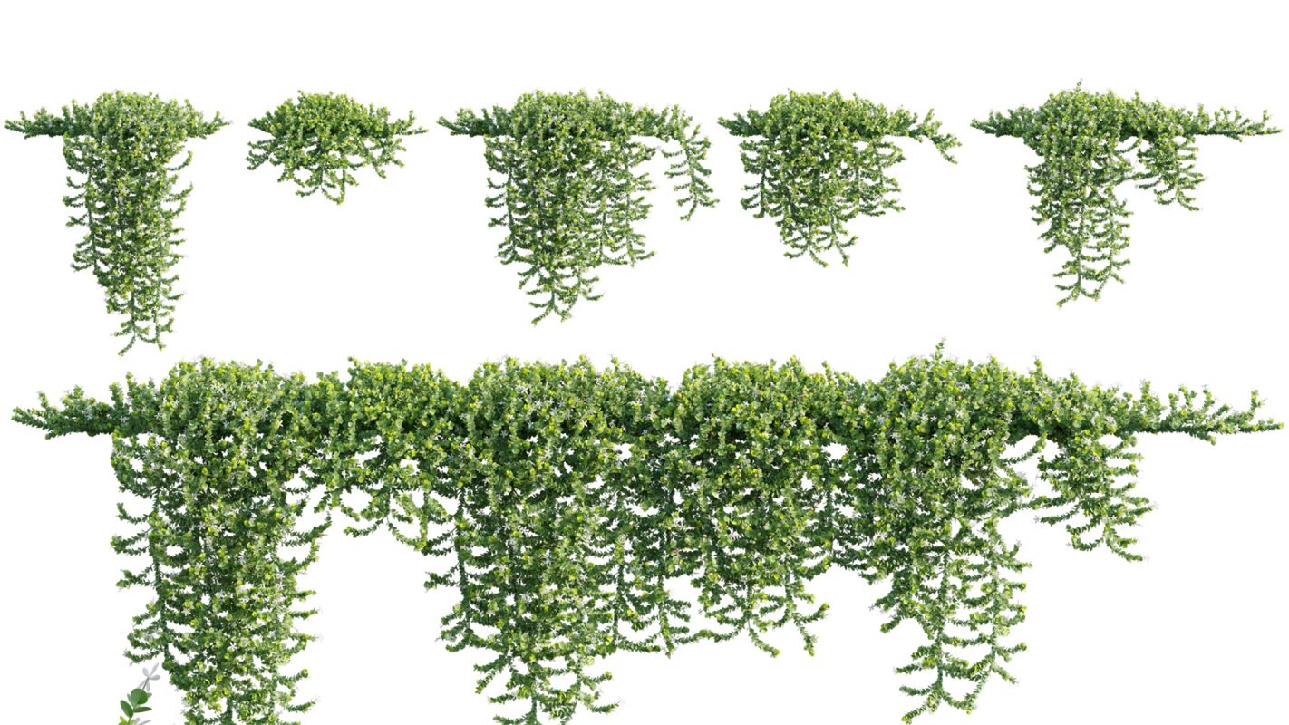 Collection 11 – Ground cover – Vines and Creepers - Image 21