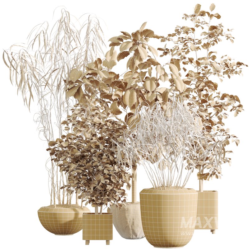 AV Indoor Plants Set 345 Ficus Dracaena Marginata and Alnus Alder Betulaceae - Image 6