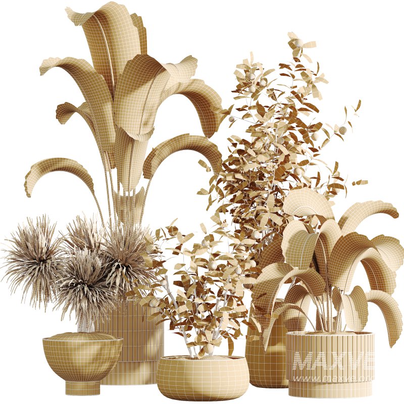 AV Indoor Plants Set 340 Ravenala Banana and China Orange Tree and Spineless Yucca - Image 9