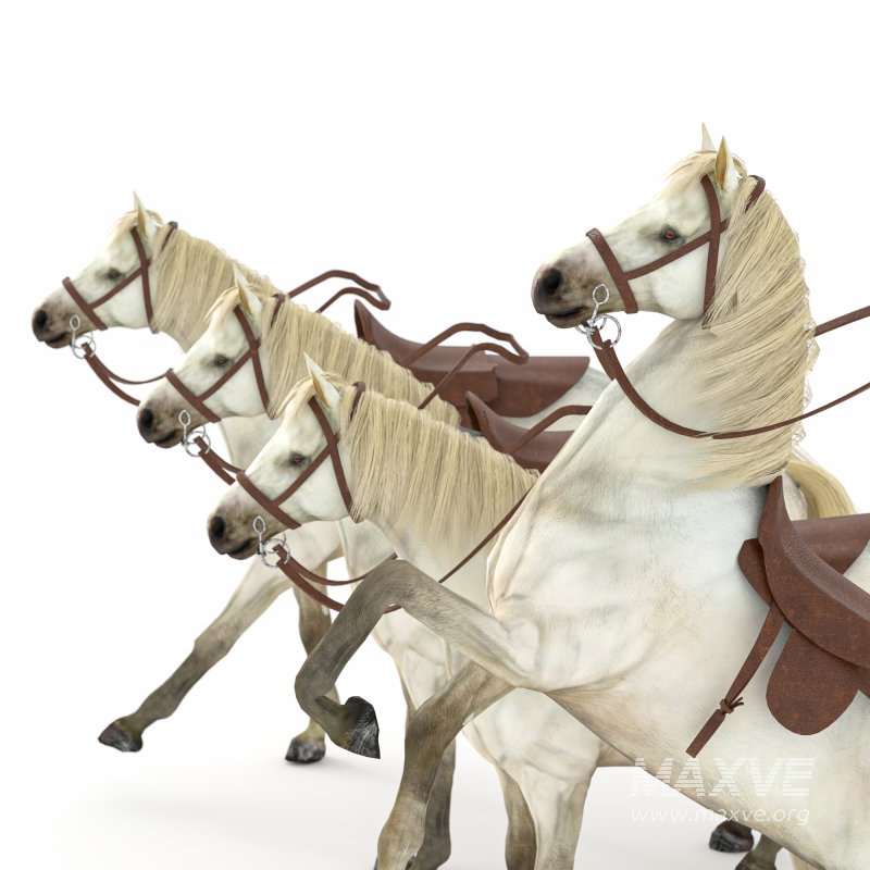 Horse in 04 Poses - Image 3