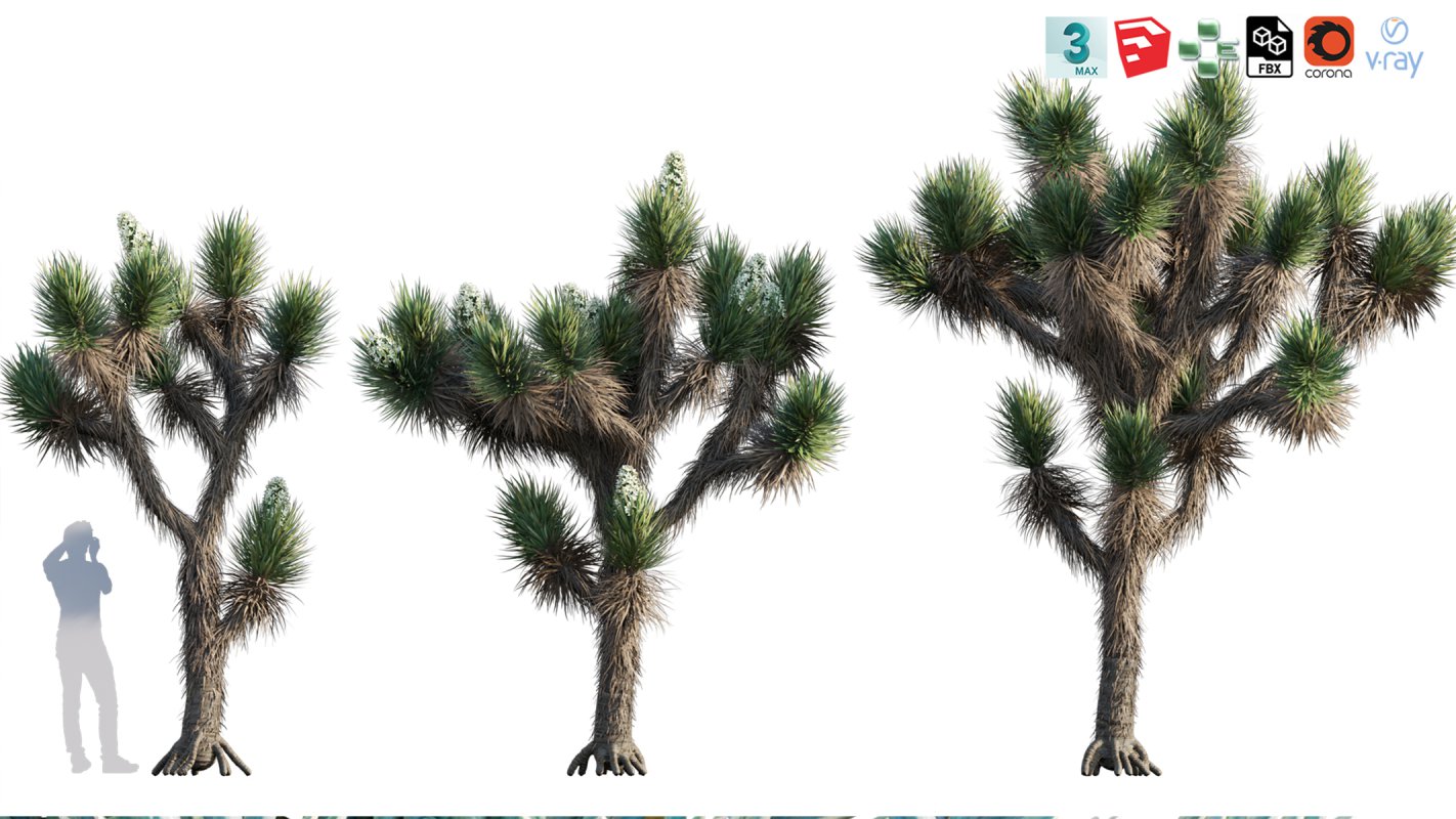 Collection 12 – Desert Garden - Image 35