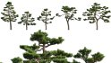 Collection 06 – Japanese Garden - Thumbnail 8