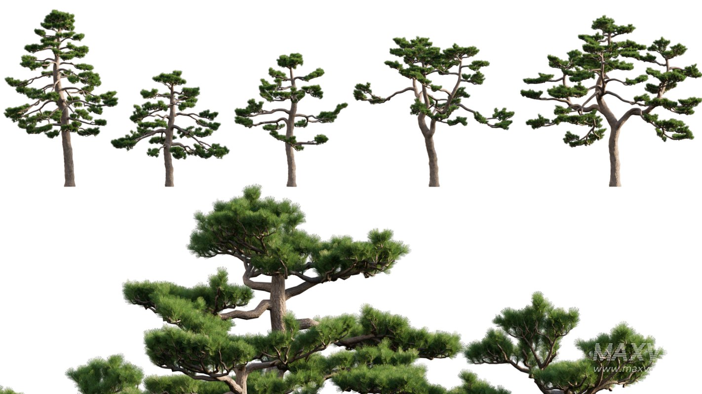 Collection 06 – Japanese Garden - Image 8