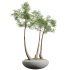AV Indoor Plants Set 324 Japandi Decorative Minimalism Ficus Dracaena Marginata - Thumbnail 3
