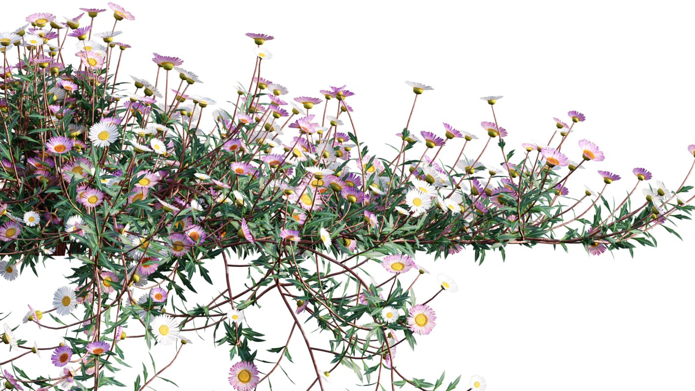 Collection 11 – Ground cover – Vines and Creepers - Image 27