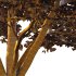 Sycamore Platanus Tree 01 - Thumbnail 1