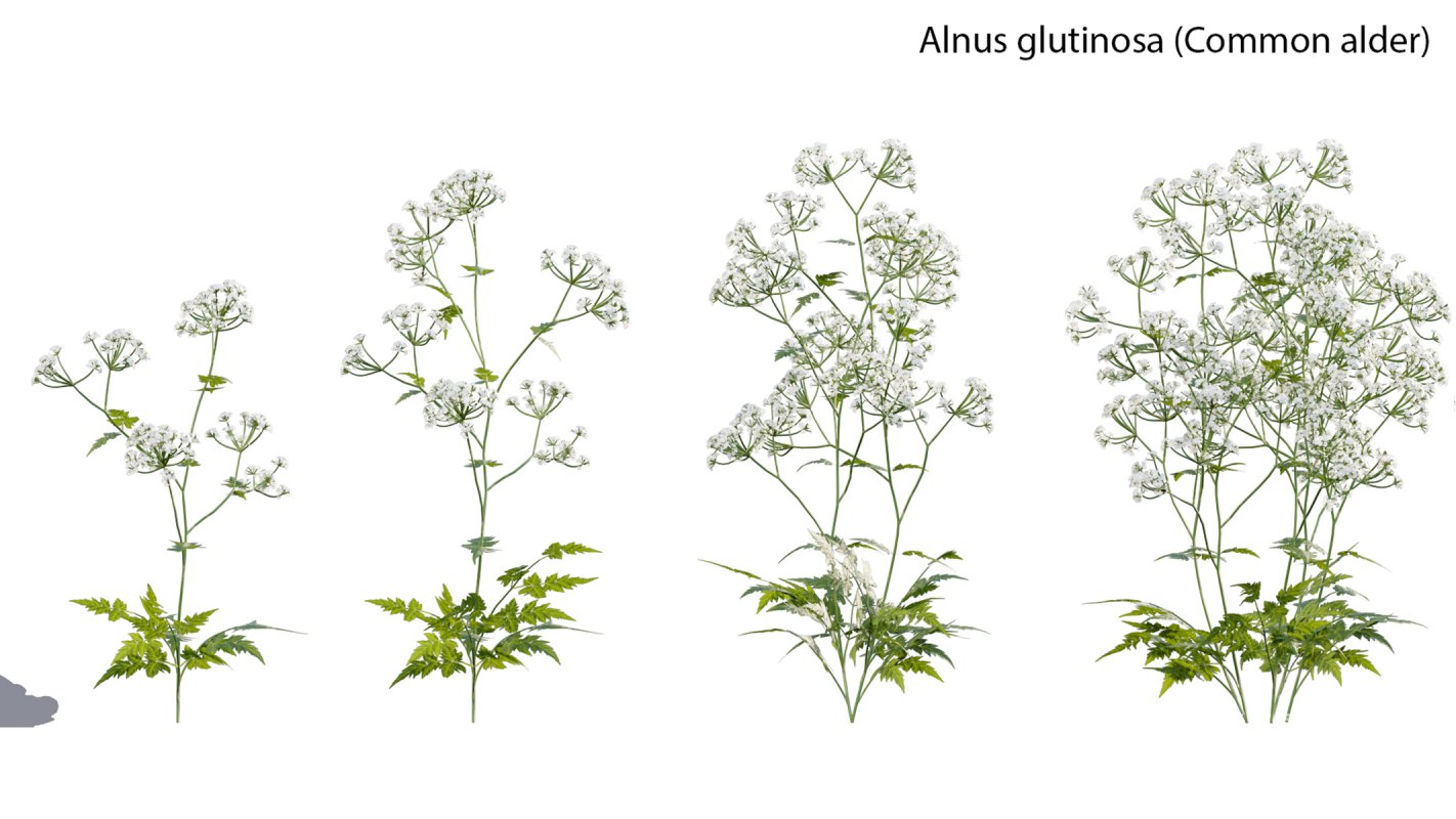 Collection 14 – English Garden - Image 9