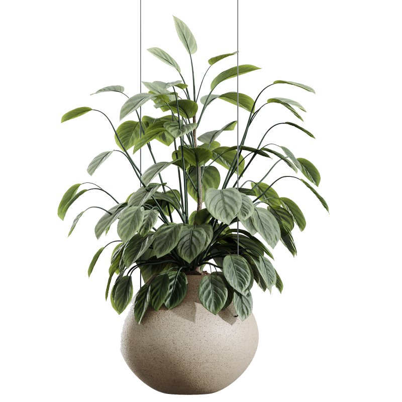 AV House Plants Ficus lyrata Fiddle Leaf Fig Moraceae - Image 3