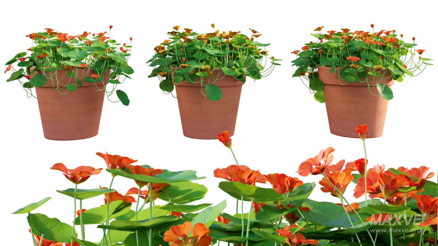 Collection 07 – Central America Garden - Image 19