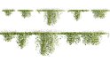 Collection 11 – Ground cover – Vines and Creepers - Thumbnail 43