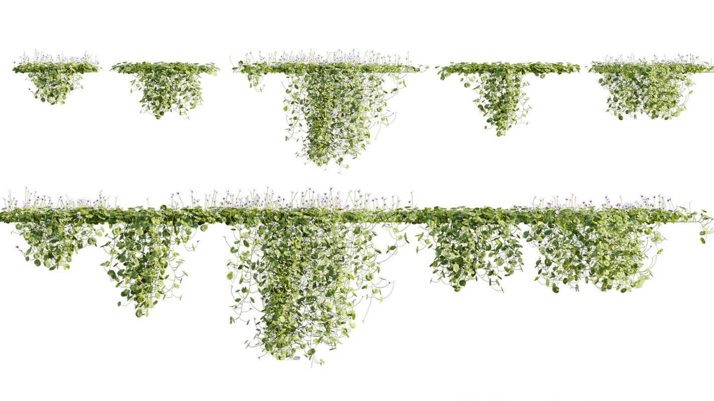 Collection 11 – Ground cover – Vines and Creepers - Image 43