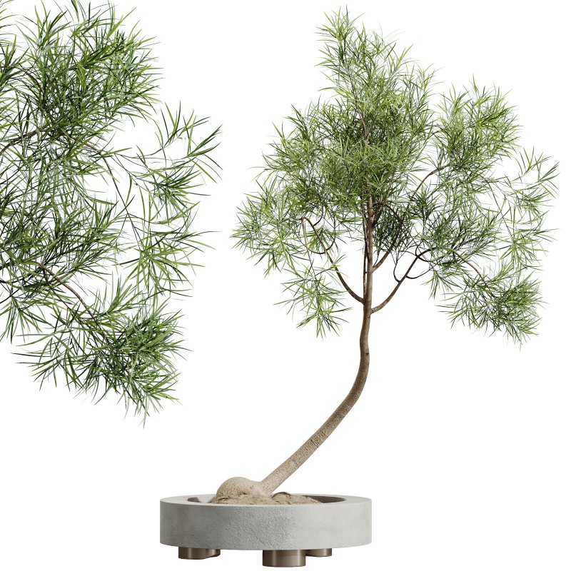 AV Indoor Plants Set 319 Japandi Decorative Minimalism Ficus Dracaena Marginata - Image 6