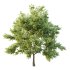 Celtis australis Tree 10 - Thumbnail 7