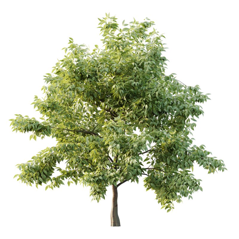 Celtis australis Tree 10 - Image 7