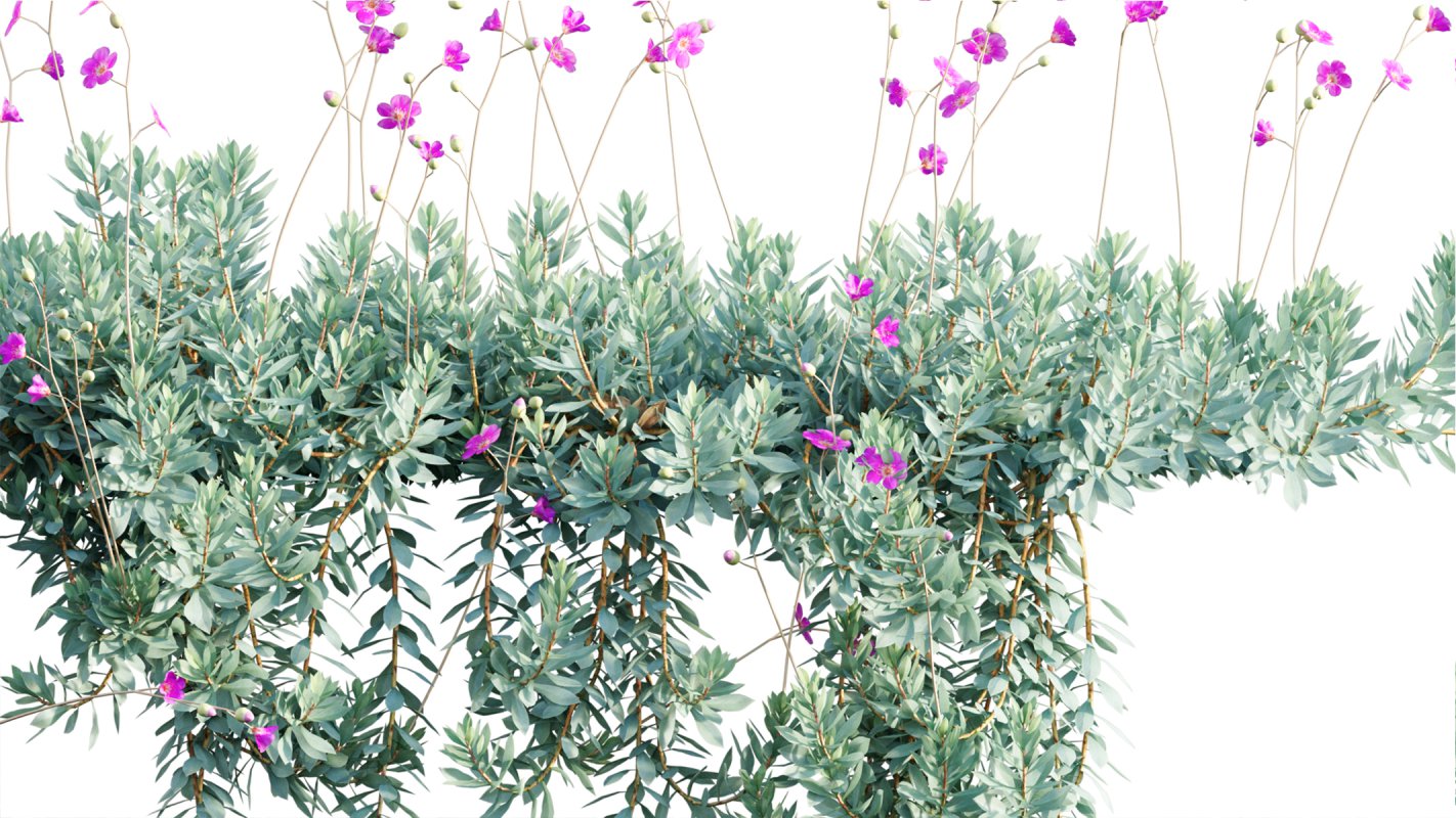 Collection 11 – Ground cover – Vines and Creepers - Image 18