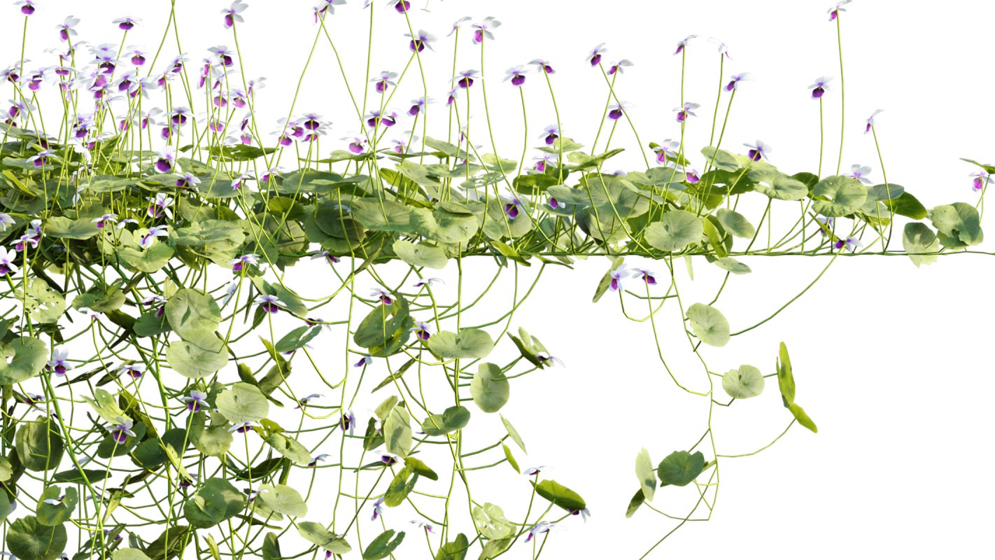 Collection 11 – Ground cover – Vines and Creepers - Image 44