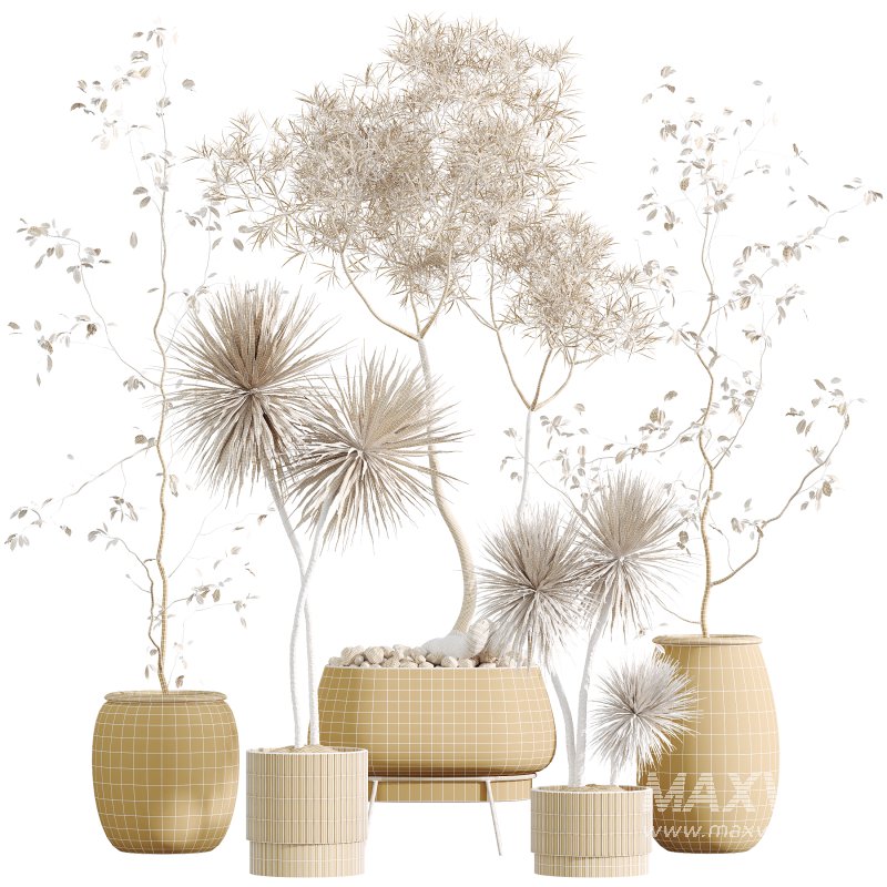 AV Indoor Plants Set 342 Ficus Marginata and Yucca Rostrata and Japandi Ficus - Image 11