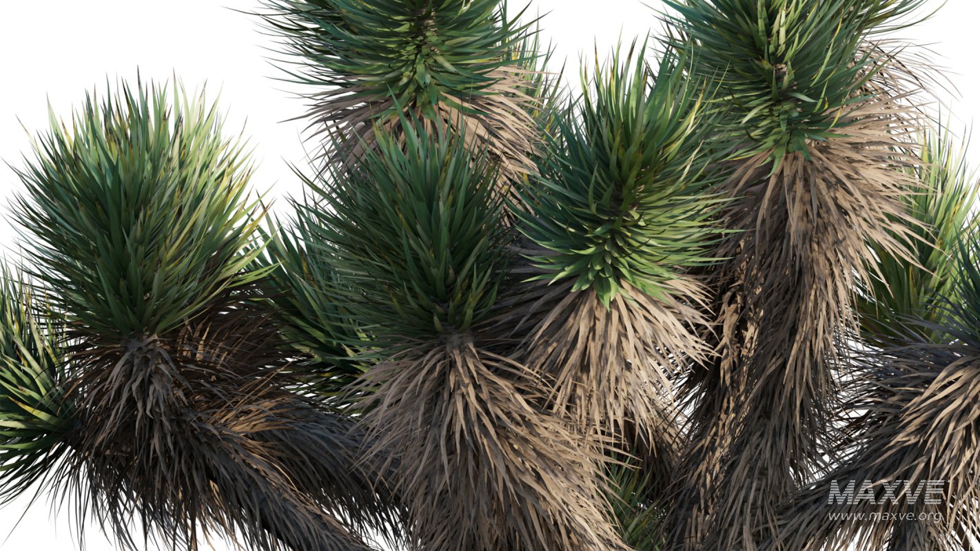 Collection 12 – Desert Garden - Image 37