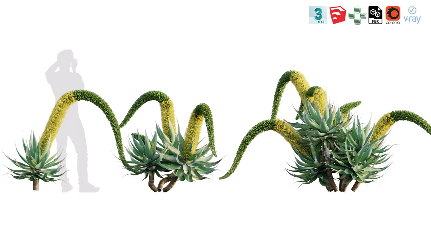 Collection 12 – Desert Garden - Image 9