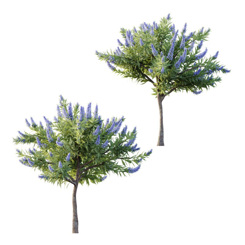 Echium candicans Pride of Madeira Bush 07 - Image 1